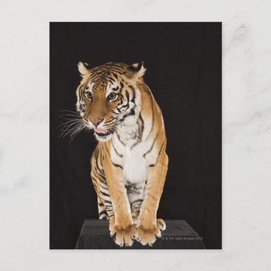 Carte Postale Tigre assis sur la plate-forme 2 (Devant)