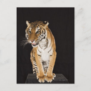 Carte Postale Tigre assis sur la plate-forme 2