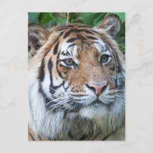 Carte Postale tigre au zoo
