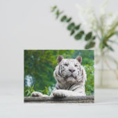 Carte postale Tigre blanc (Debout devant)