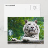 Carte postale Tigre blanc (Devant / Derrière)