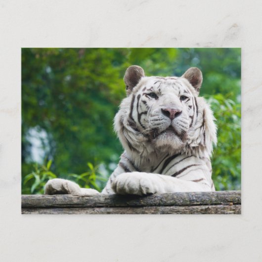 Carte postale Tigre blanc (Devant)