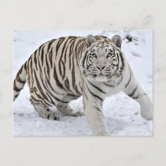 Carte Postale Tigre blanc (Devant)