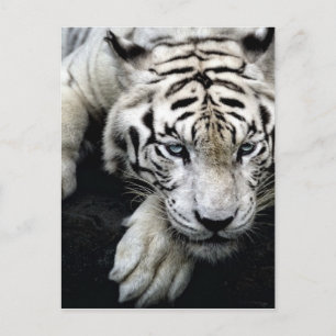 Carte Postale Tigre blanc