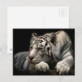 Carte Postale Tigre blanc (Devant / Derrière)