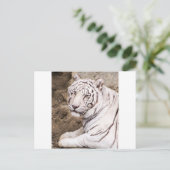 Carte Postale Tigre blanc (Debout devant)