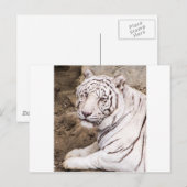 Carte Postale Tigre blanc (Devant / Derrière)