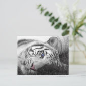 Carte Postale Tigre blanc (Debout devant)