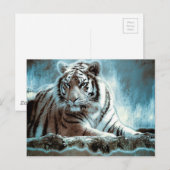 Carte Postale Tigre blanc (Devant / Derrière)