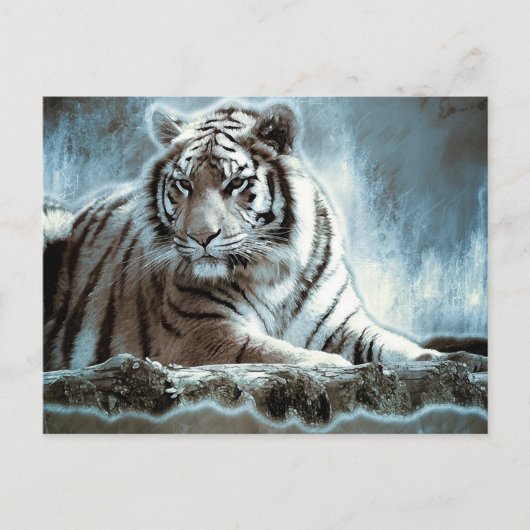 Carte Postale Tigre blanc (Devant)