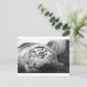 Carte Postale Tigre blanc (Debout devant)