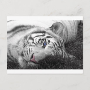 Carte Postale Tigre blanc