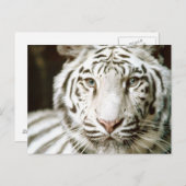 Carte Postale Tigre blanc (Devant / Derrière)