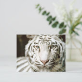 Carte Postale Tigre blanc (Debout devant)