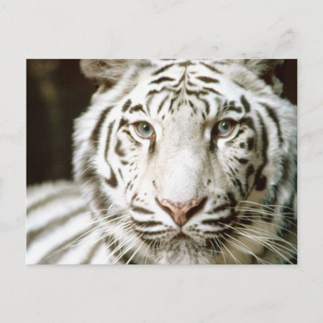 Carte Postale Tigre blanc (Devant)