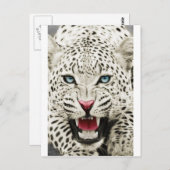 Carte Postale tigre blanc (Devant / Derrière)