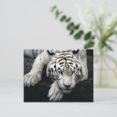 Carte Postale Tigre blanc (Debout devant)