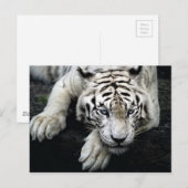 Carte Postale Tigre blanc (Devant / Derrière)