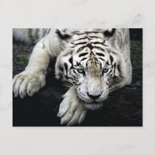 Carte Postale Tigre blanc