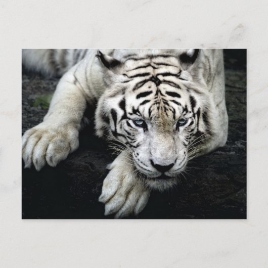 Carte Postale Tigre blanc (Devant)