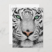 Carte Postale Tigre blanc (Devant / Derrière)