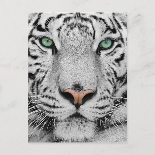 Carte Postale Tigre blanc (Devant)
