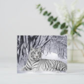 Carte Postale Tigre blanc (Debout devant)