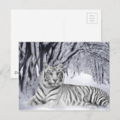 Carte Postale Tigre blanc (Devant / Derrière)