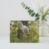 Carte Postale Tigre blanc 010 (Debout devant)