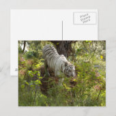 Carte Postale Tigre blanc 010 (Devant / Derrière)