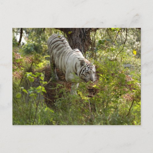 Carte Postale Tigre blanc 010 (Devant)