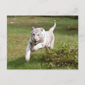 Carte Postale Tigre blanc 3825e