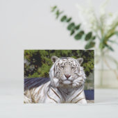 Carte postale Tigre Blanc 9 (Debout devant)
