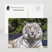 Carte postale Tigre Blanc 9 (Devant / Derrière)