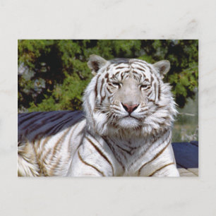 Carte postale Tigre Blanc 9