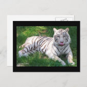 Carte Postale Tigre blanc avec yeux bleus Lick Nique (Devant / Derrière)
