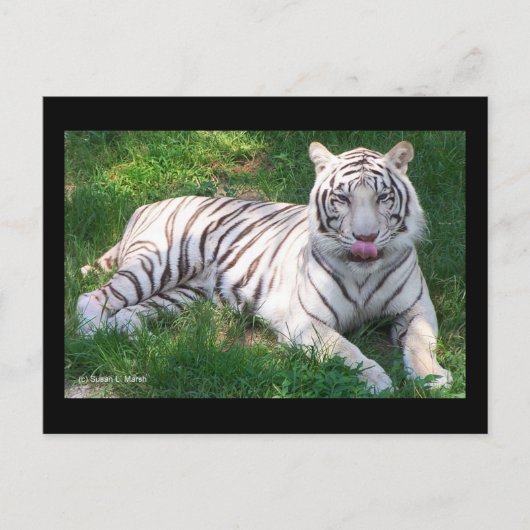Carte Postale Tigre blanc avec yeux bleus Lick Nique (Devant)