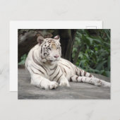Carte Postale Tigre Blanc Bengale Allongé Sur Le Rocher (Devant / Derrière)