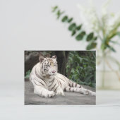 Carte Postale Tigre Blanc Bengale Allongé Sur Le Rocher (Debout devant)