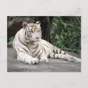 Carte Postale Tigre Blanc Bengale Allongé Sur Le Rocher