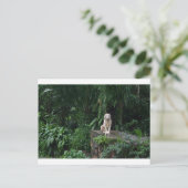 Carte Postale Tigre blanc dans la jungle (Debout devant)