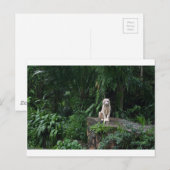 Carte Postale Tigre blanc dans la jungle (Devant / Derrière)