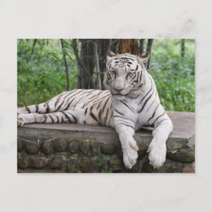 Carte Postale Tigre blanc du Bengale