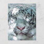 Carte Postale Tigre blanc neige (Devant)