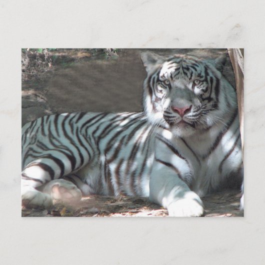 Carte Postale Tigre Blanc se reposant sous un arbre (Devant)