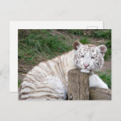 Carte Postale Tigre Blanc Sleepy Fatigué Reposé Sur Les Journaux (Devant / Derrière)