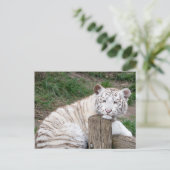 Carte Postale Tigre Blanc Sleepy Fatigué Reposé Sur Les Journaux (Debout devant)