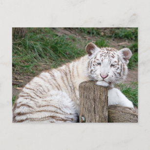 Carte Postale Tigre Blanc Sleepy Fatigué Reposé Sur Les Journaux