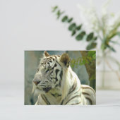 Carte Postale Tigre blanc vers le haut (Debout devant)
