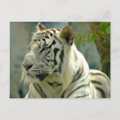 Carte Postale Tigre blanc vers le haut (Devant)